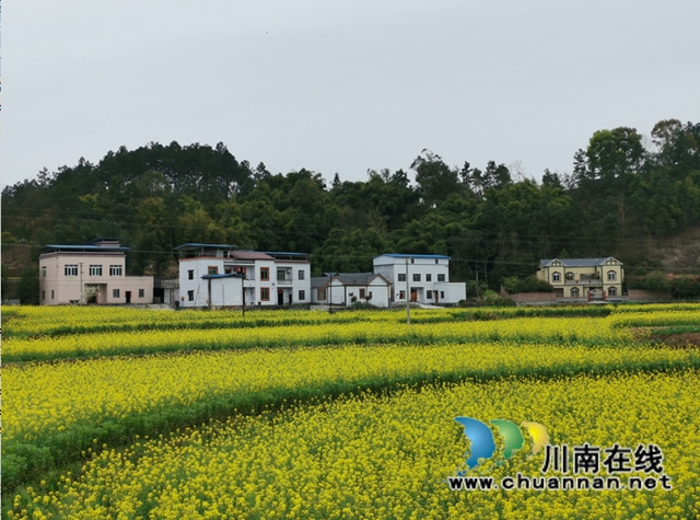 泸县云龙镇：休耕轮作效益显，农民增收笑开颜(图1)