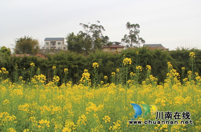 泸县云龙镇：休耕轮作效益显，农民增收笑开颜(图2)