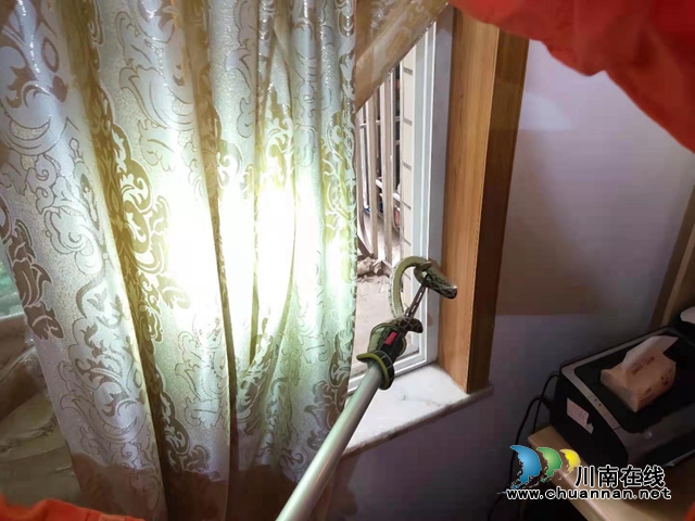 泸州一小区住宅上演“蛇出没”,消防队员巧妙捉蛇放生(图5) 泸州一小区住宅上演“蛇出没”,消防队员巧妙捉蛇放生(图5)