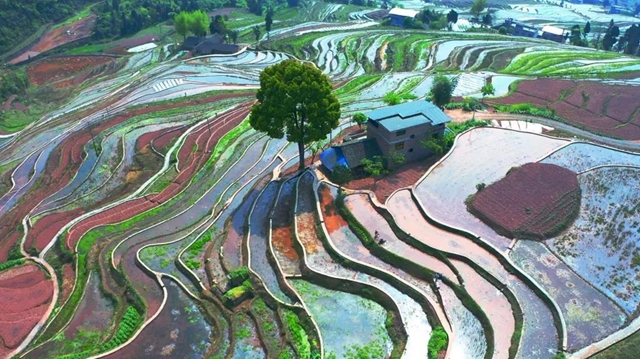 古蔺:稻田春耕忙,丰收有底气!(图2) 古蔺:稻田春耕忙,丰收有底气!(图2)