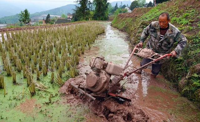 古蔺:稻田春耕忙,丰收有底气!(图3) 古蔺:稻田春耕忙,丰收有底气!(图3)