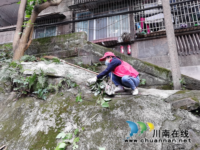 龙马潭区小市街道合道街社区开展“爱国卫生月”志愿者周末环境整治活动(图6)