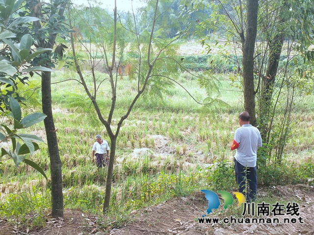 泸县云龙镇:做实“三覆盖”,织牢“禁烧网”(图3) 泸县云龙镇:做实“三覆盖”,织牢“禁烧网”(图3)