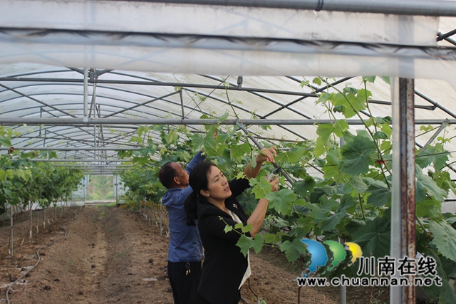 肖洪英：龙马潭区巾帼乡贤当“头雁”，贡献乡村振兴“她力量”(图3)