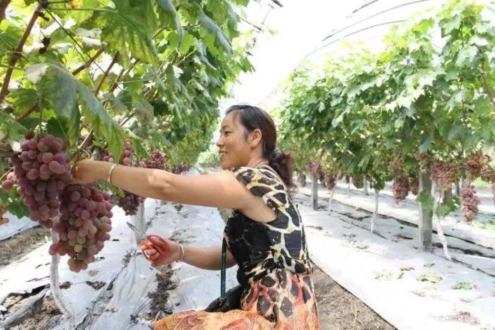 四川明令：禁止占用永久基本农田挖塘养鱼、发展林果业(图2)