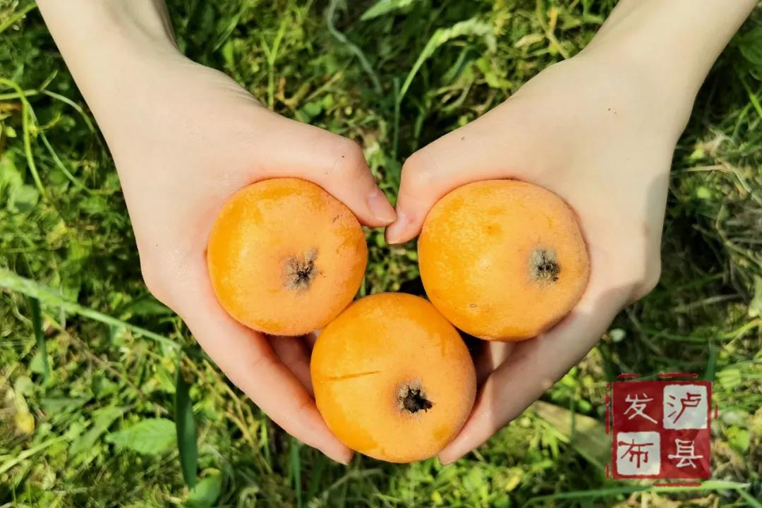 又大又甜！泸县这里的枇杷熟了(图4)