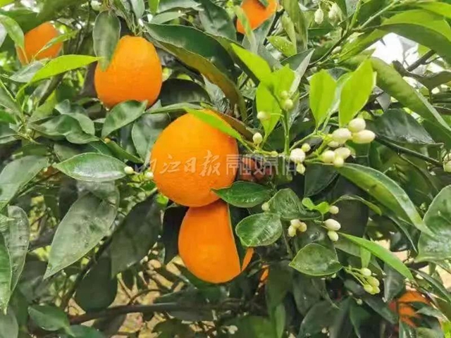 花果同树，内江这里的晚熟血橙好“稀奇”(图1)