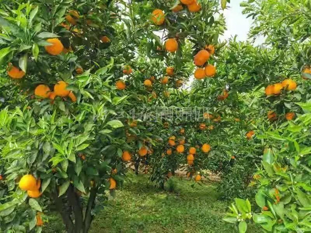 花果同树，内江这里的晚熟血橙好“稀奇”(图2)