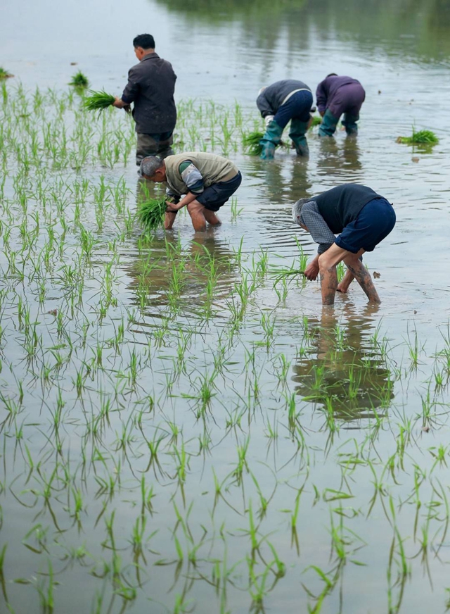 泸州：谷雨时节插秧忙(图1)