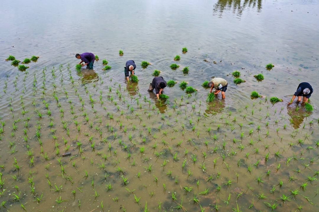 泸州：谷雨时节插秧忙(图3)