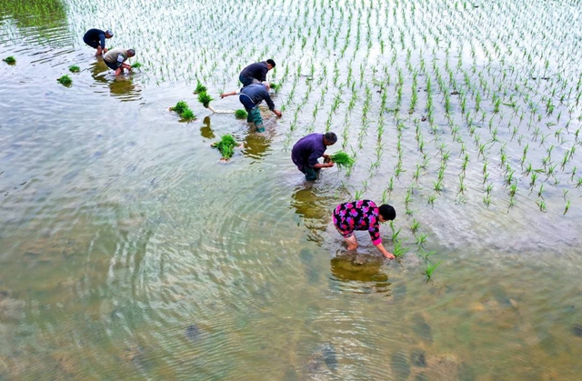 泸州：谷雨时节插秧忙(图6)