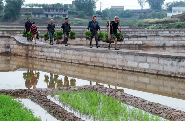泸州：谷雨时节插秧忙(图8)