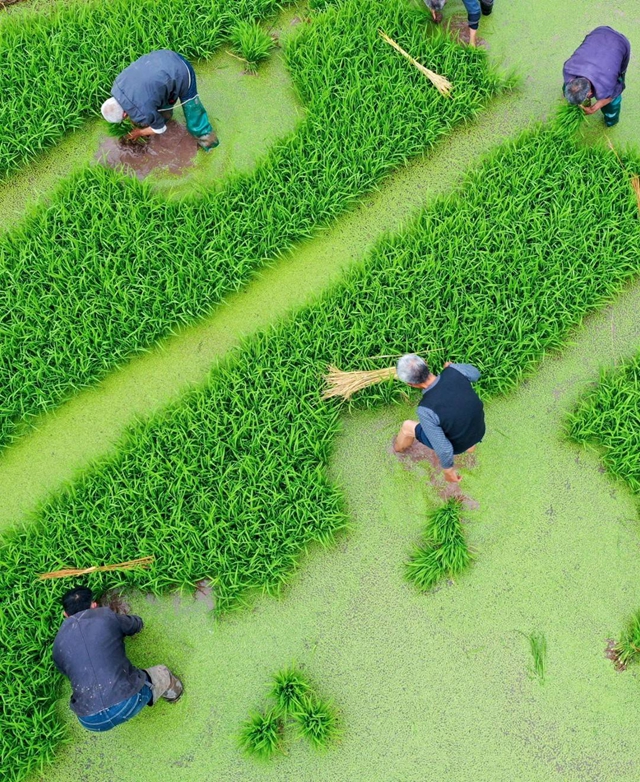 泸州：谷雨时节插秧忙(图10)