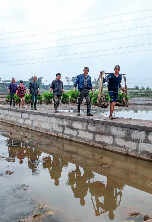 泸州：谷雨时节插秧忙(图7)