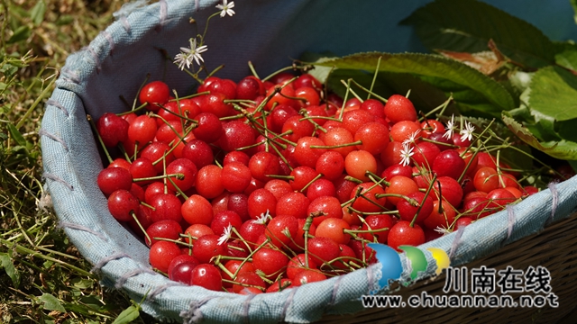 产城一体 古蔺县金兰街道“两项改革”后正焕发出蓬勃生机(图4)