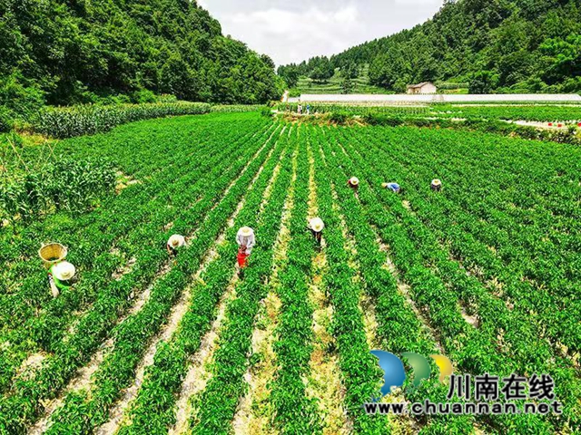 产城一体 古蔺县金兰街道“两项改革”后正焕发出蓬勃生机(图9)