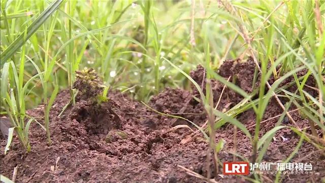 遇到请远离！红火蚁再次现身泸州......(图6)