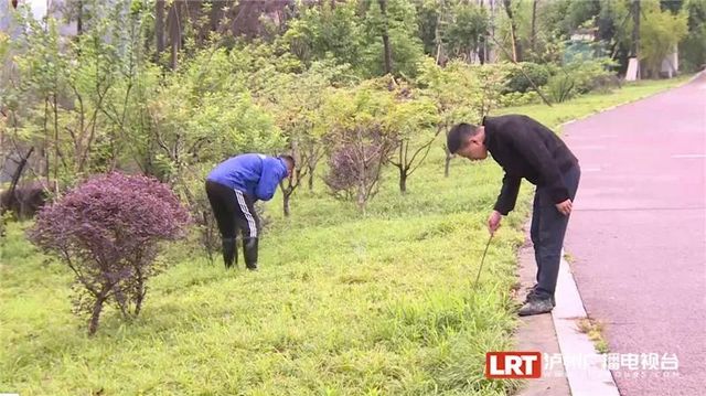 遇到请远离！红火蚁再次现身泸州......(图8)