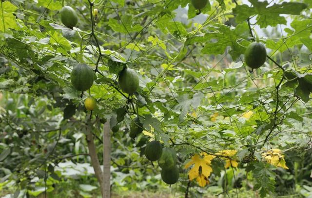 西南医大中医院荣获四川省脱贫攻坚先进集体(图9)