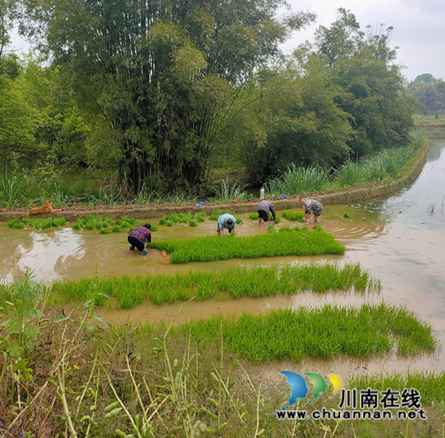 泸县云龙镇伏耳村：“我为群众办实事”实践活动解决春耕引水问题(图1)