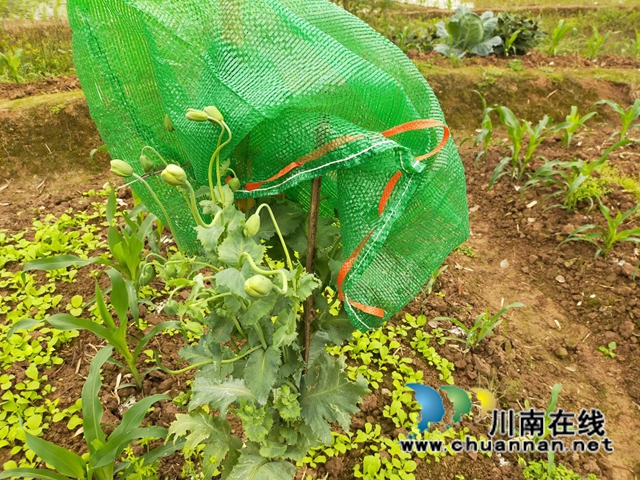 泸县云龙镇:一株罂粟,打破一方宁静(图1) 泸县云龙镇:一株罂粟,打破一方宁静(图1)