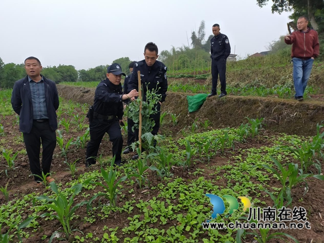 泸县云龙镇:一株罂粟,打破一方宁静(图2) 泸县云龙镇:一株罂粟,打破一方宁静(图2)