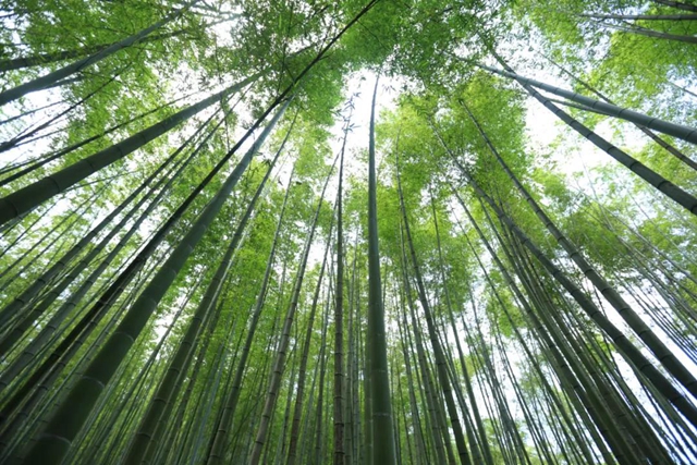 “五一”将至活动多！泸州这些景区邀你来打卡(图5)