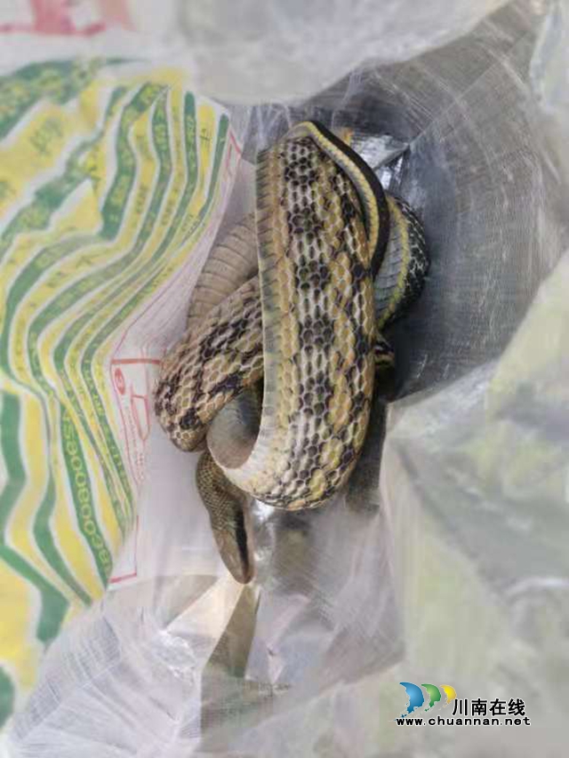 泸州：菜花蛇“住”进居民家，消防员捉蛇排险(图2)