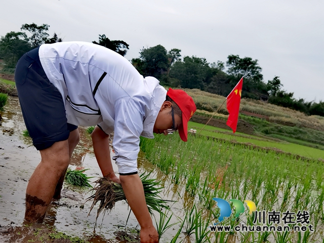 插秧支农保农时！泸县罗桥小学开展党史学习实践活动(图6)