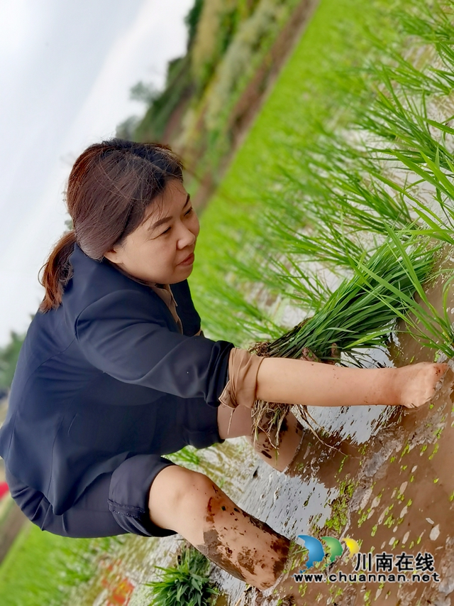 插秧支农保农时！泸县罗桥小学开展党史学习实践活动(图3)