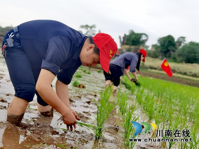 插秧支农保农时！泸县罗桥小学开展党史学习实践活动(图2)