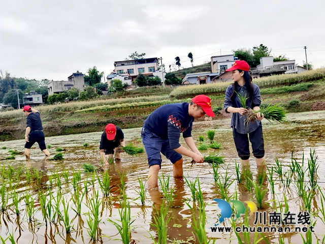 插秧支农保农时！泸县罗桥小学开展党史学习实践活动(图4)