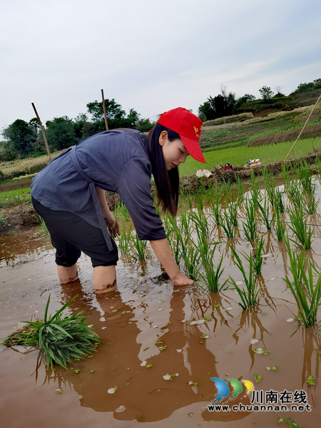 插秧支农保农时！泸县罗桥小学开展党史学习实践活动(图5)
