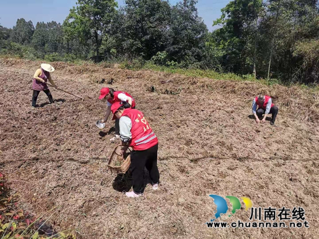 泸县：党员志愿者伸援手，撂荒地变身丰产(图4)