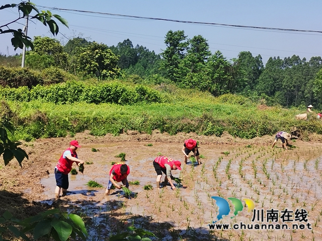 泸县：党员志愿者伸援手，撂荒地变身丰产(图2)