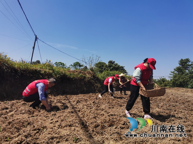 泸县：党员志愿者伸援手，撂荒地变身丰产(图3)