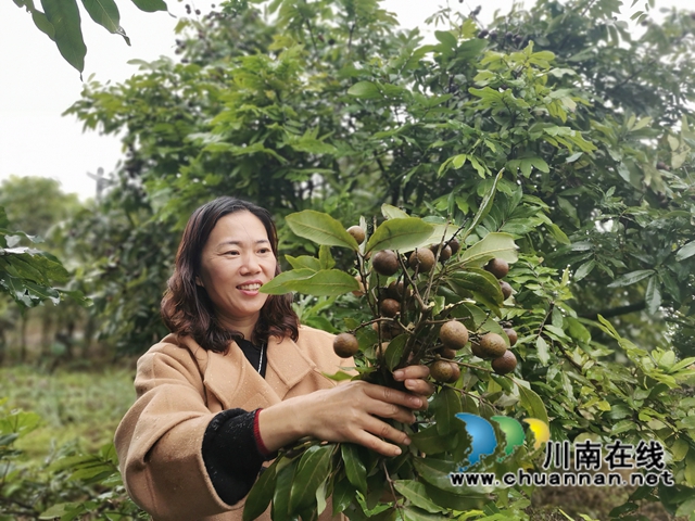 泸县:“桂圆媳妇”讲党课,生动实用接地气(图1) 泸县:“桂圆媳妇”讲党课,生动实用接地气(图1)