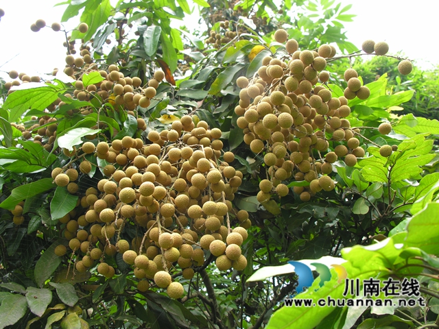 泸县:“桂圆媳妇”讲党课,生动实用接地气(图3) 泸县:“桂圆媳妇”讲党课,生动实用接地气(图3)