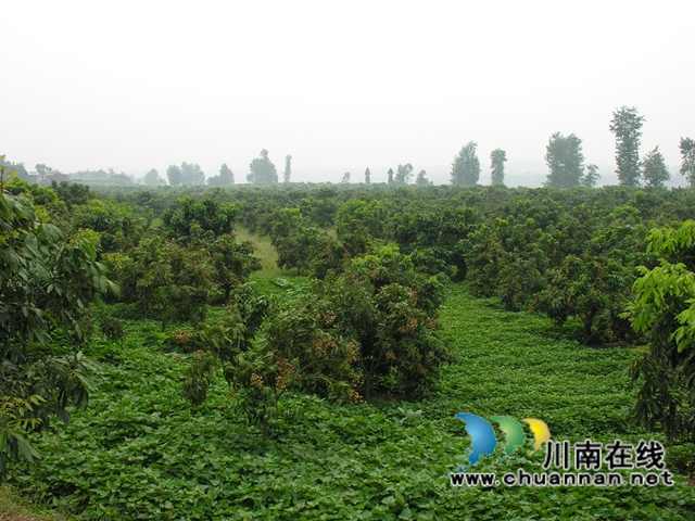 泸县:“桂圆媳妇”讲党课,生动实用接地气(图2) 泸县:“桂圆媳妇”讲党课,生动实用接地气(图2)