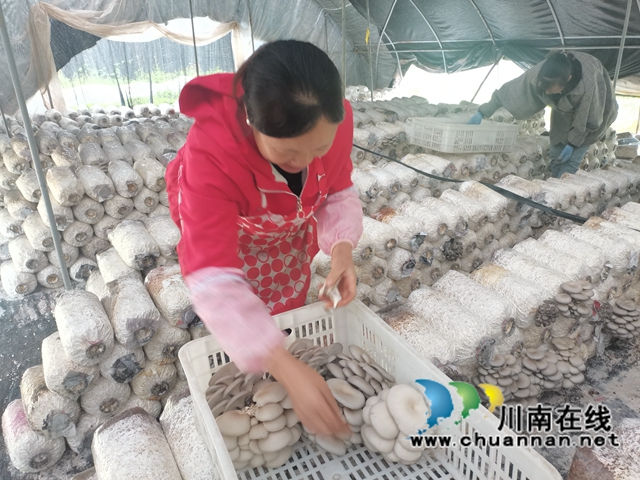 古蔺县大寨苗族乡：学党史，促产业，实现乡村振兴(图1)