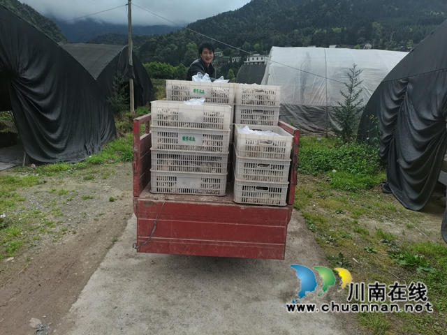 古蔺县大寨苗族乡：学党史，促产业，实现乡村振兴(图2)