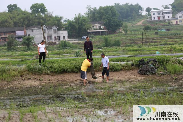 巧打时间差，泸县双稻双虾效益好(图2)