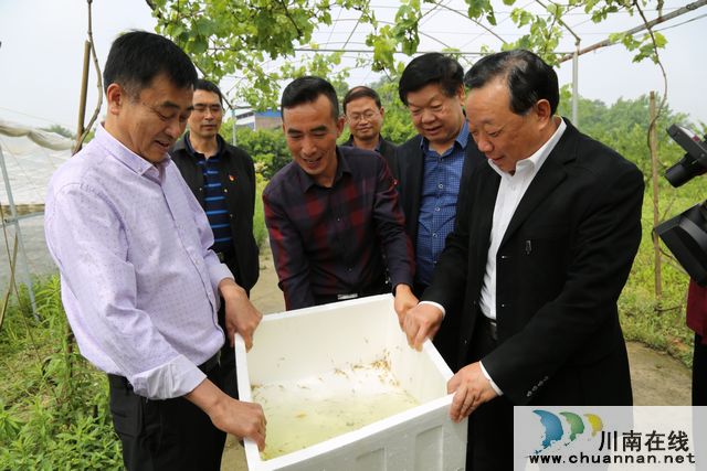 巧打时间差，泸县双稻双虾效益好(图4)