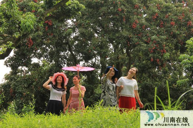 合江县:返乡创业种荔枝,合江飞出领头雁(图3) 合江县:返乡创业种荔枝,合江飞出领头雁(图3)