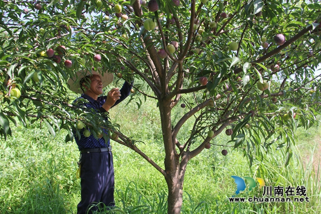 泸县云龙镇:融入泸永江一体化发展,“双龙会”结对子共享共赢(图5) 泸县云龙镇:融入泸永江一体化发展,“双龙会”结对子共享共赢(图5)