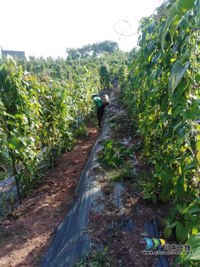 泸县云龙镇:融入泸永江一体化发展,“双龙会”结对子共享共赢(图4) 泸县云龙镇:融入泸永江一体化发展,“双龙会”结对子共享共赢(图4)