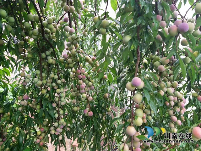 泸县云龙镇:融入泸永江一体化发展,“双龙会”结对子共享共赢(图6) 泸县云龙镇:融入泸永江一体化发展,“双龙会”结对子共享共赢(图6)