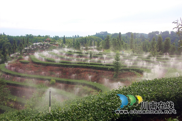 小荷才露尖尖角！纳溪“拂羽翠芽”斩获第十届四川国际茶业博览会金奖(图6)