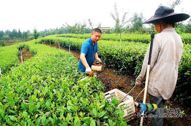 纳溪大渡口镇：科技助力，夏秋茶叶成了“香饽饽”(图1)