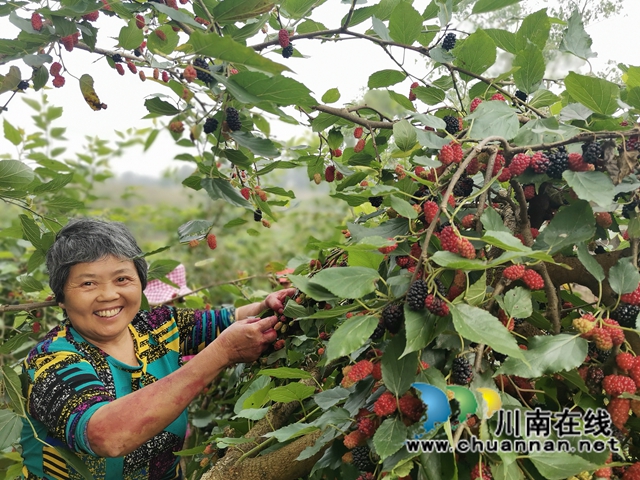 泸县福集镇：小小桑葚果， 甜甜致富味(图1)